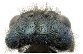   Sirex nigricornis  female head; photo by H. Goulet, CNC 
